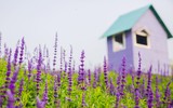 Cánh đồng hoa ngoại tím biếc giữa lòng Hà Nội